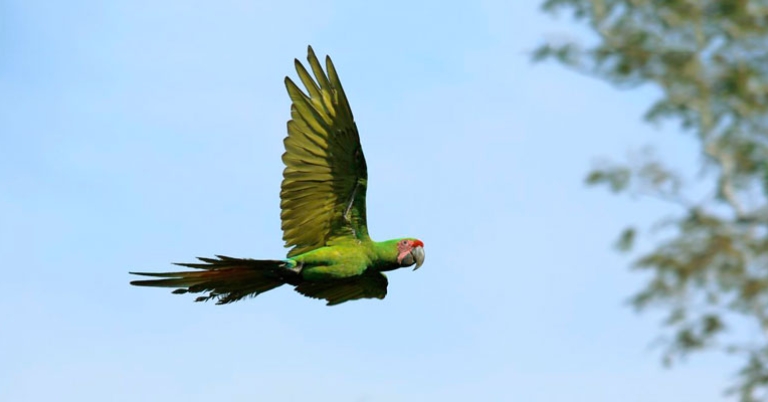 Great Green Macaw