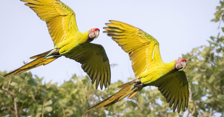 Great Green Macaws
