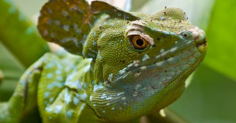 Green basilisk