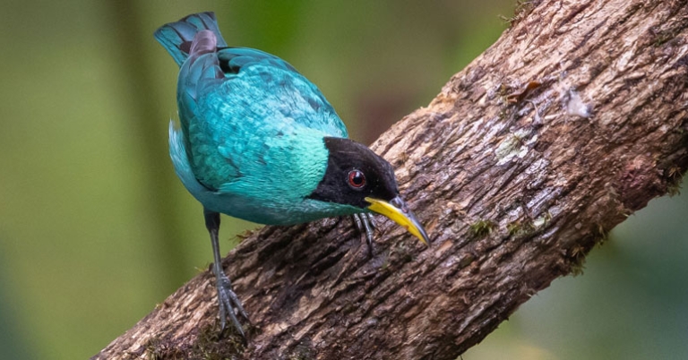 Green Honeycreeper