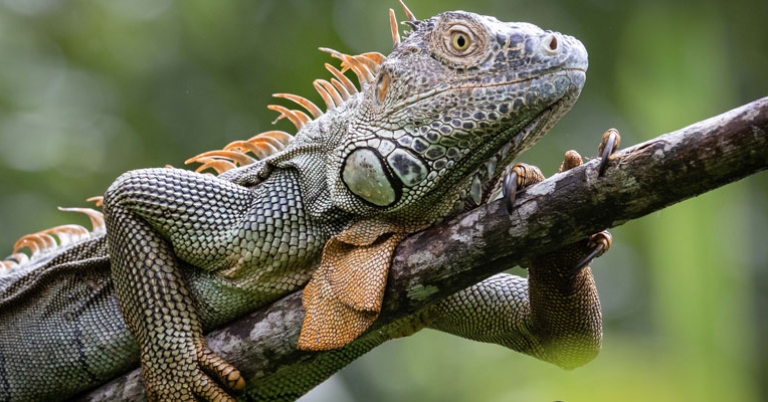 Green iguana