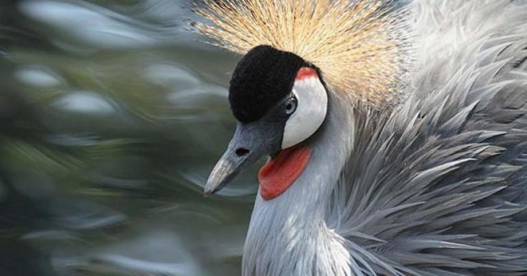 Grey-crowned Crane