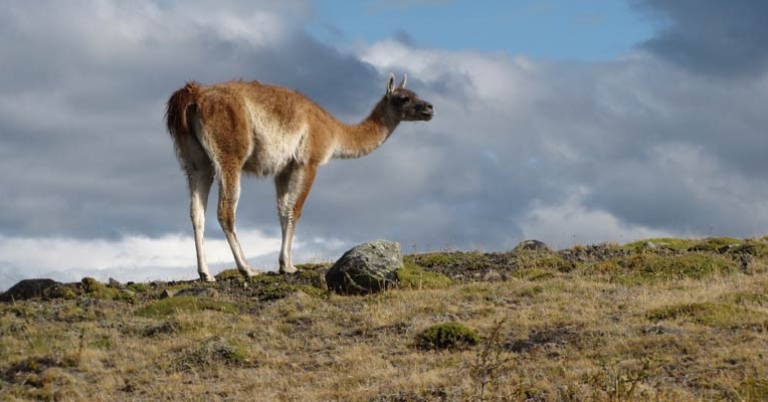 Guanaco in Patagonia