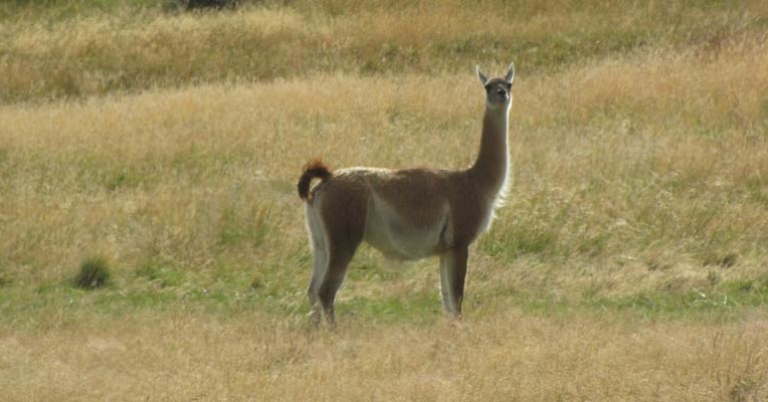 Guanaco