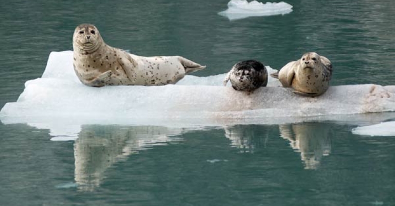 Harbor seals
