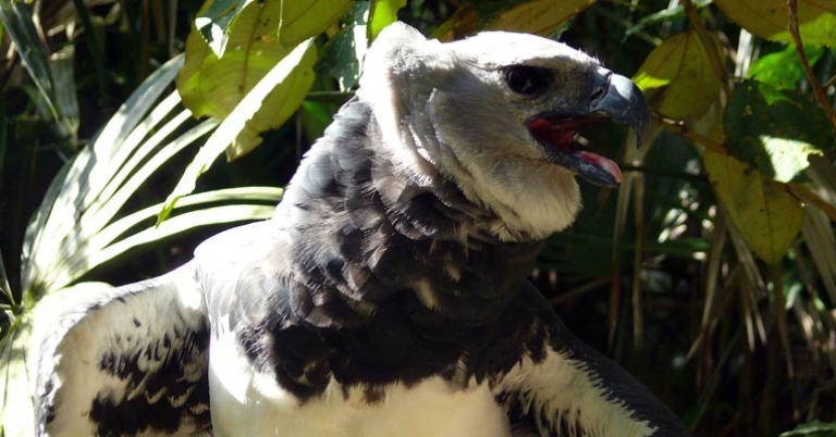 Harpy Eagle at Belize Zoo