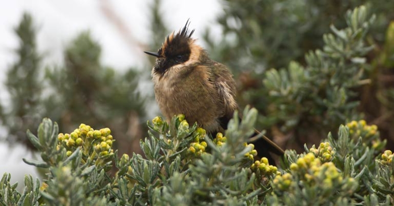 Buffy Helmetcrest