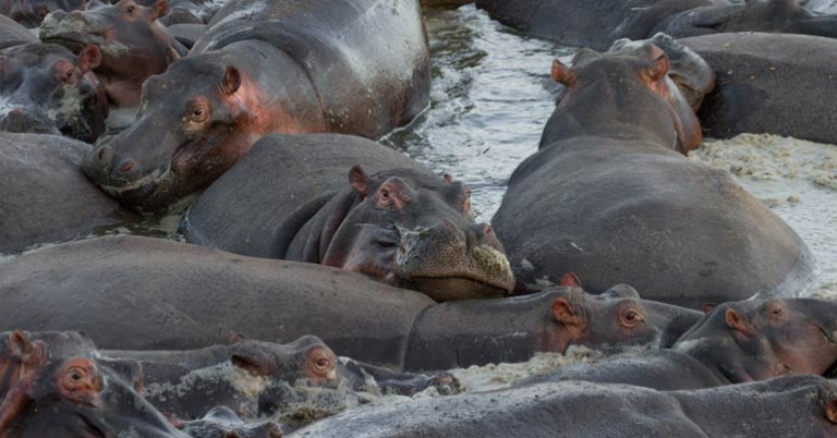 Hippos