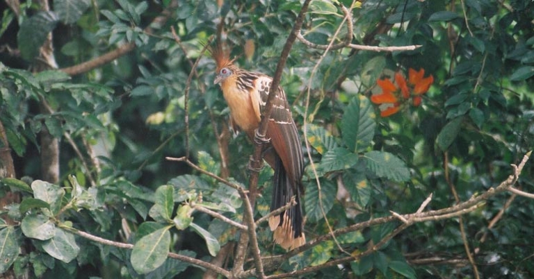 Hoatzin