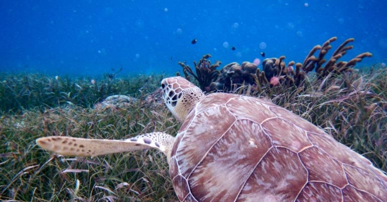 Sea Turtle at Hol Chan Marine Reserve