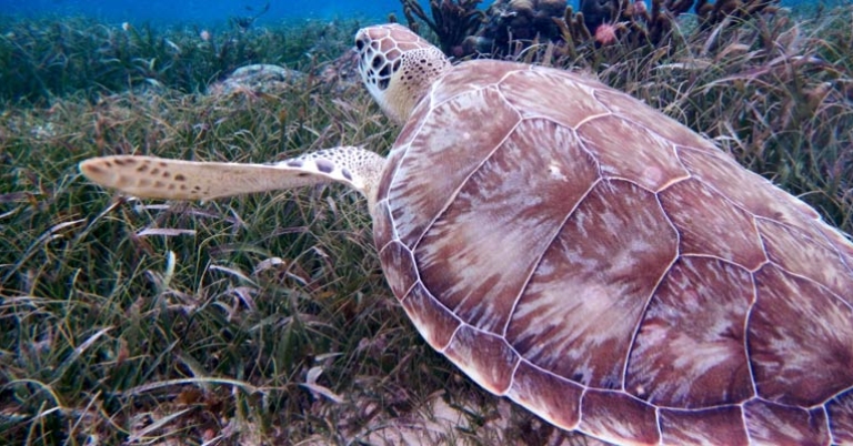 Sea turtle in Hol Chan Marine Reserve