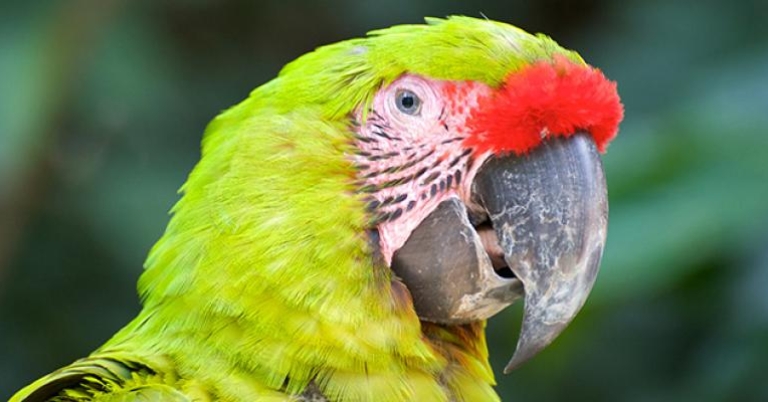 Great Green Macaw