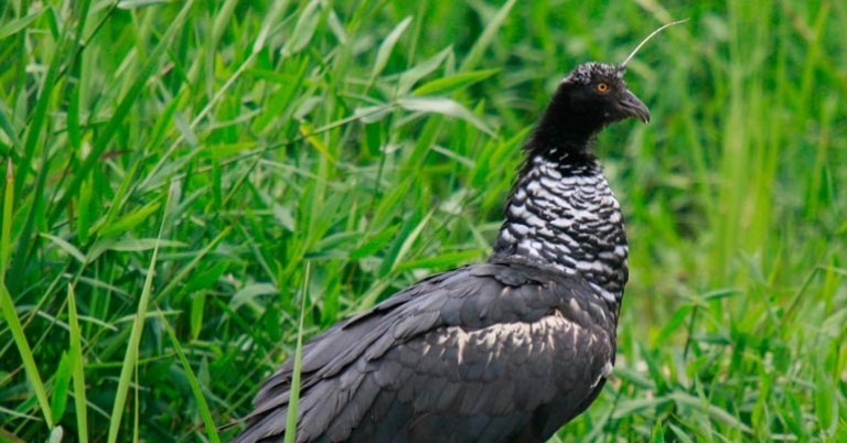 Horned Screamer