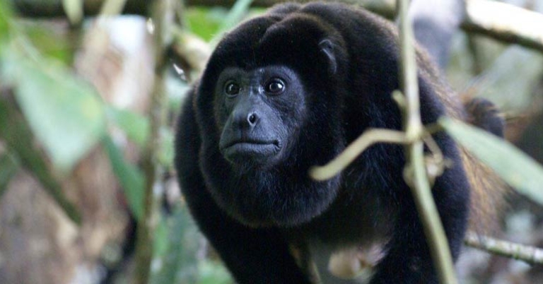 Howler Monkey