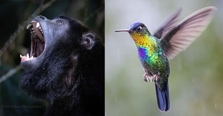 Howler monkey (L); hummingbird (R)