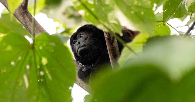 Howler monkey