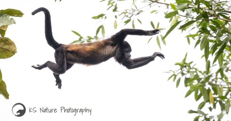 Howler monkey
