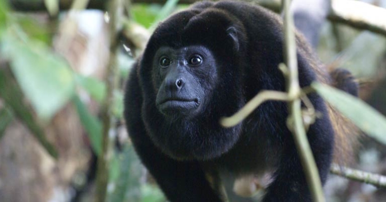Howler monkey