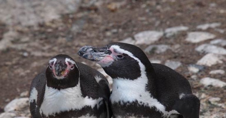 Humboldt Penguins in their breeding site at the Ballestas Islands