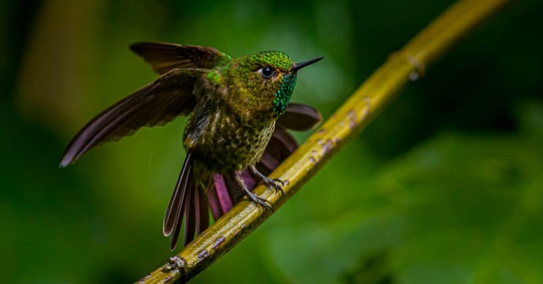 Tyrian Metaltail