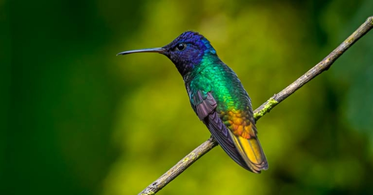 Golden-tailed Sapphire