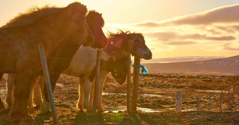 Icelandic horses