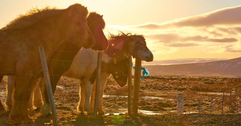 Icelandic Horses