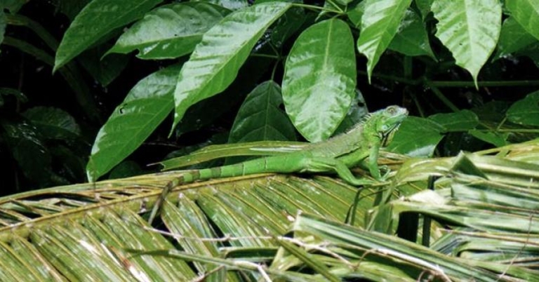 Green iguana