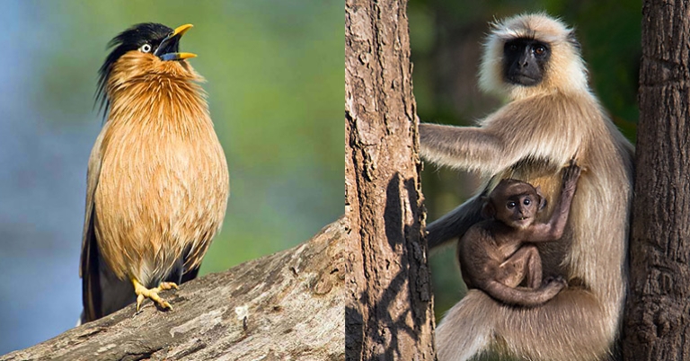 Brahminy Starling; Langurs