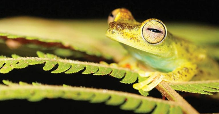 Red-webbed Treefrog