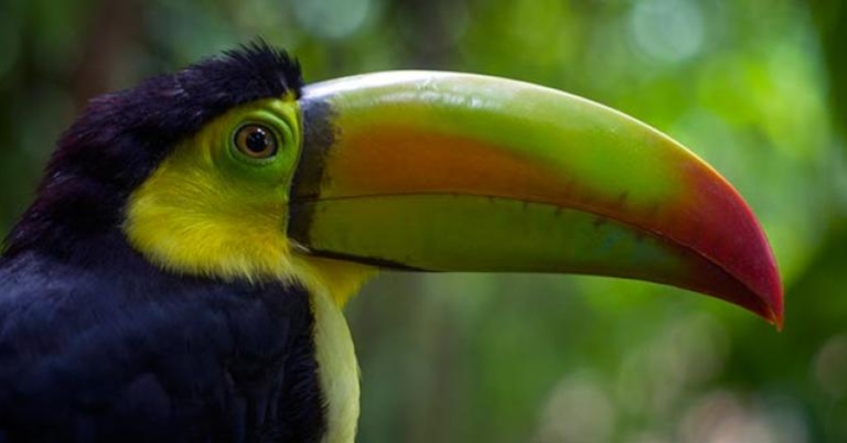Keel-billed Toucan (Ramphastos sulfuratas)