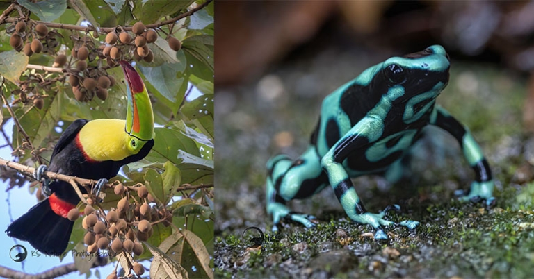 Keel-billed Toucan (L); Green-and-black poison dart frog (R)