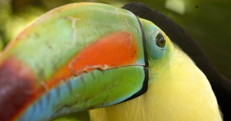 Keel-billed Toucan