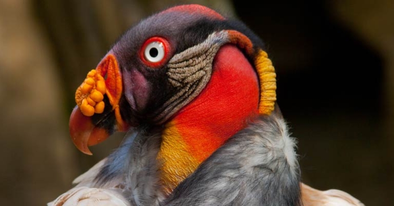King Vulture (Sarcoraphus papa)