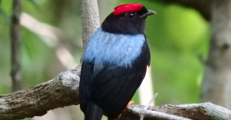 Lance-tailed Manakin