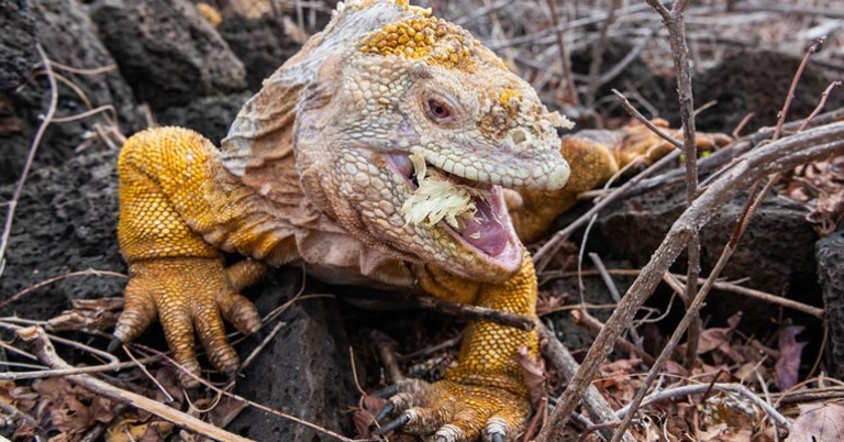 Galápagos land iguana