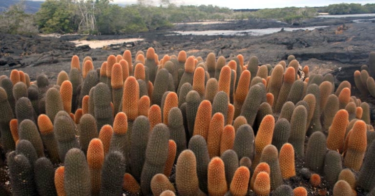 Lava cactus