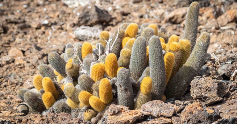 Lava cactus
