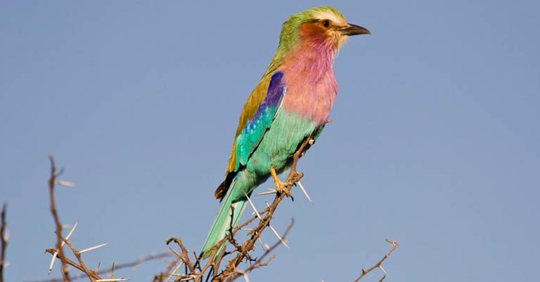 Lilac-breasted Roller (Coracias caudatus)