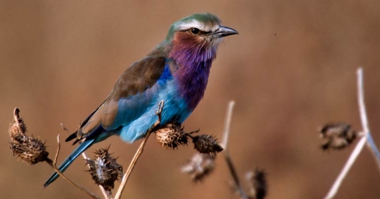 Lilac-breasted Roller