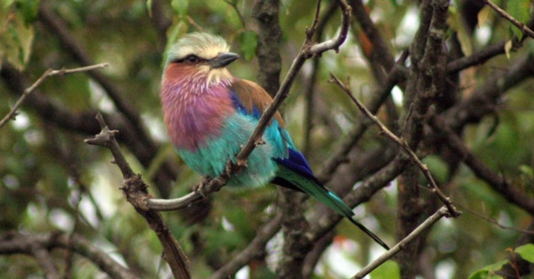 Lilac-breasted Roller