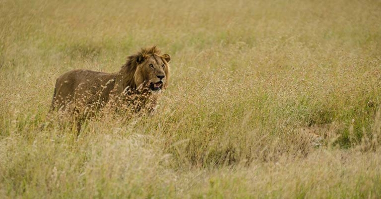 Lion in Ngorongoro Conservation Area
