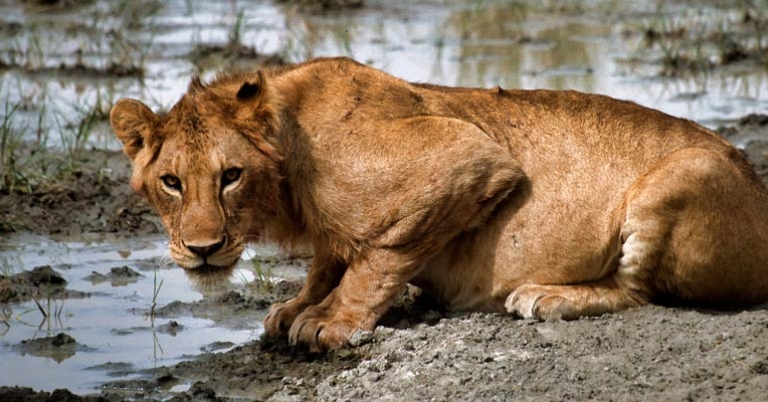 Lion at watering hole