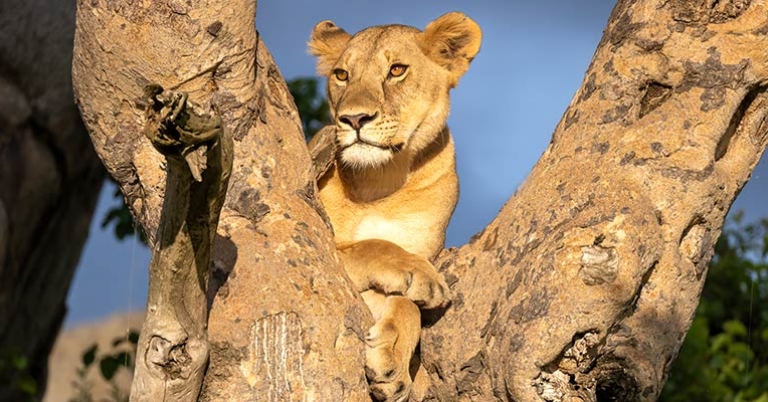 Lion in tree