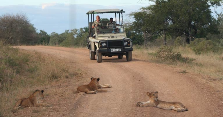 Safari vehicle approaching lions