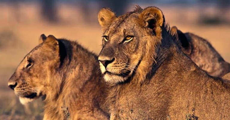 Lions in the sunrise