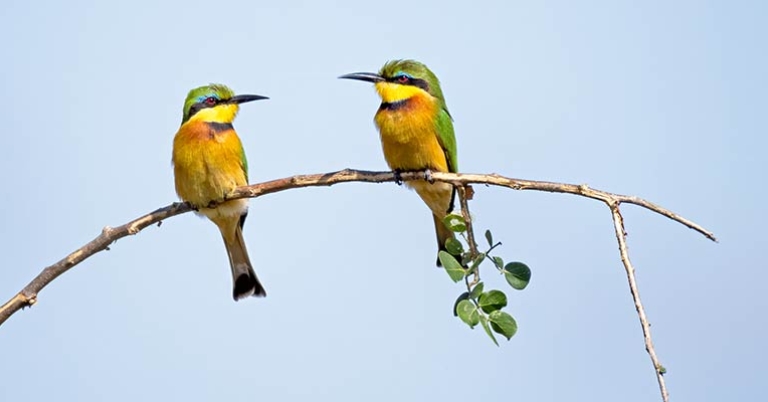 Little Bee-eaters