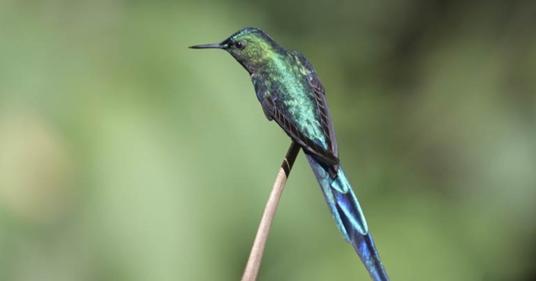 Long-tailed Sylph