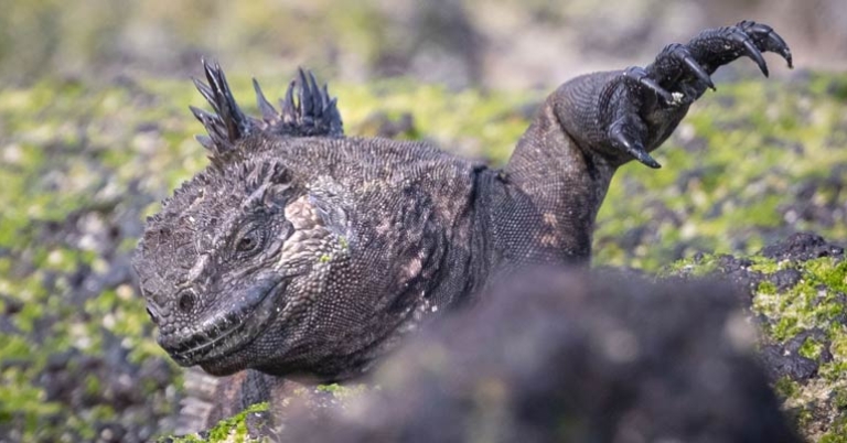 Marine Iguana