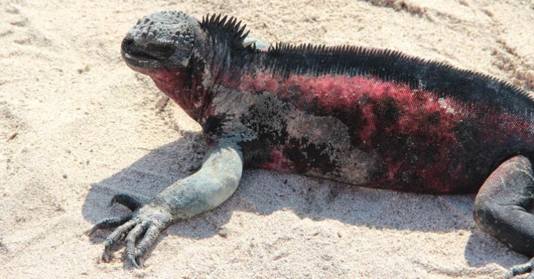 Marine iguana on Española Island